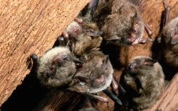 Bats